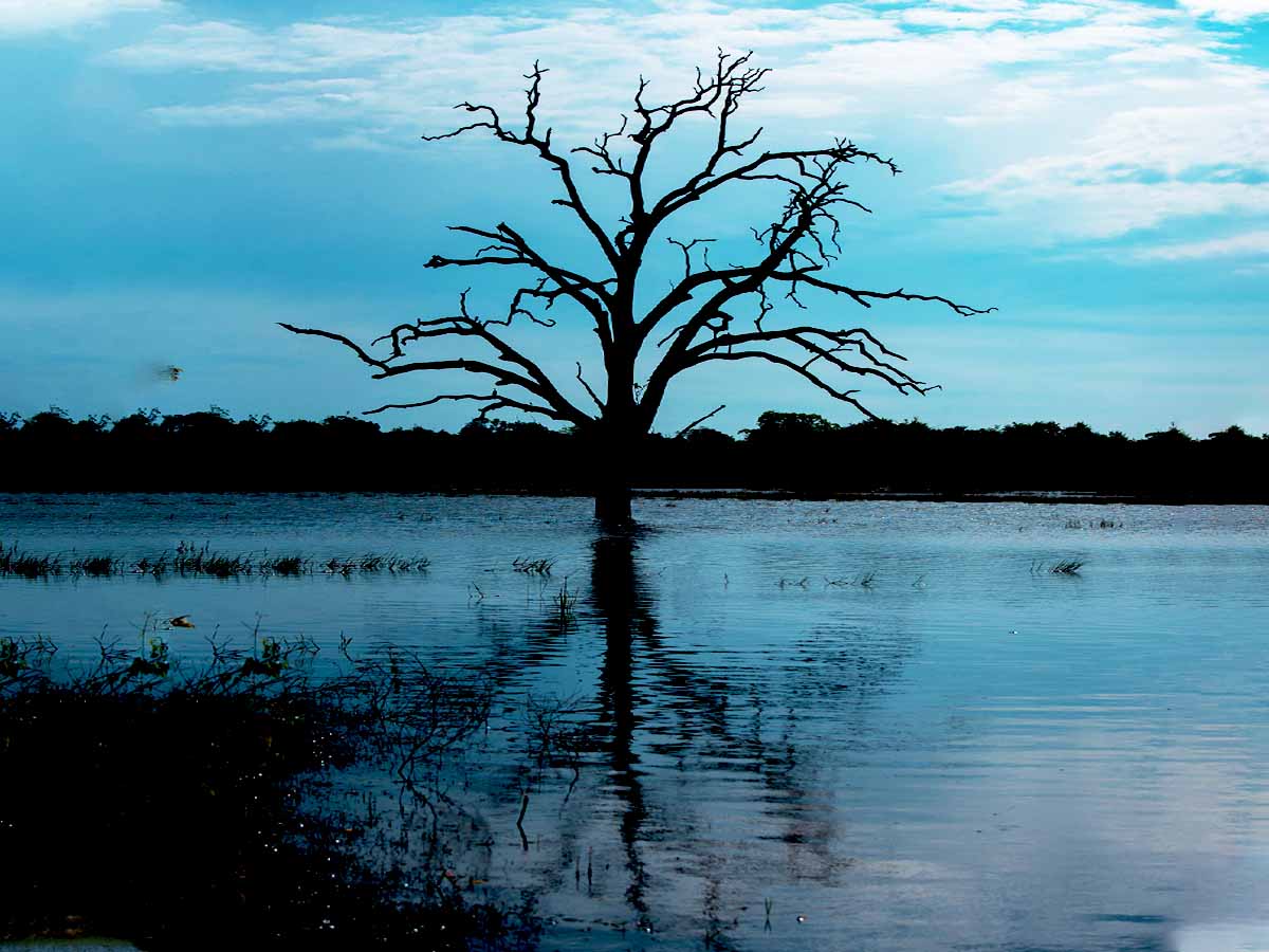 Close-up of wild elephant during Udawalawe safari tour