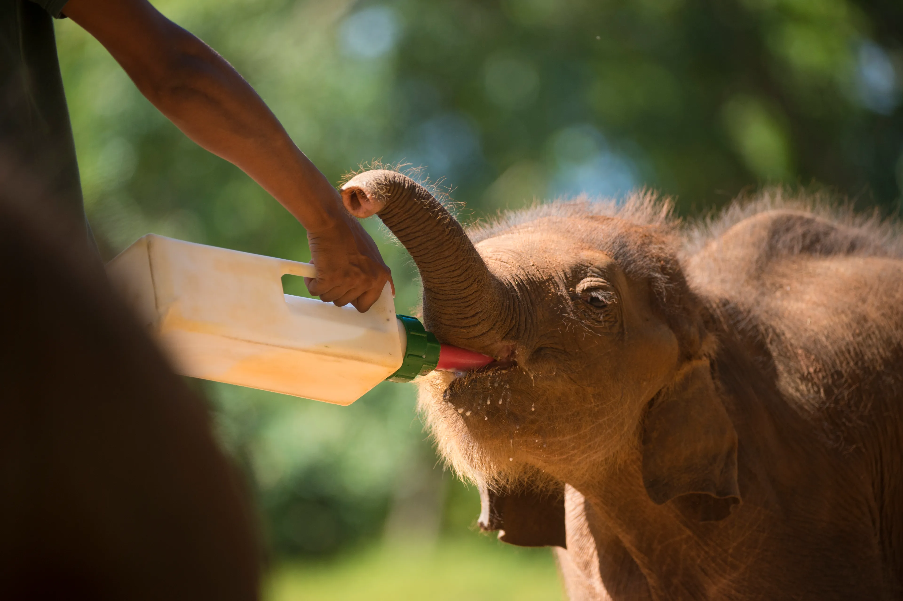 Elephant Transit Home - See baby elephants being rehabilitated before they return to the wild.