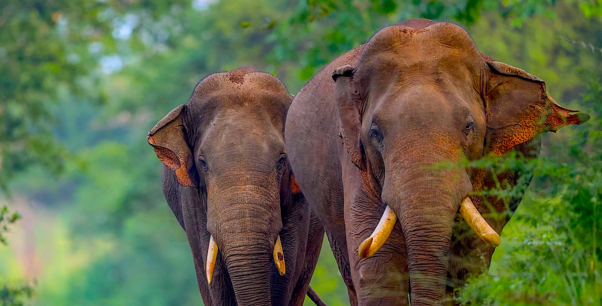Udawalawe National Park Safari